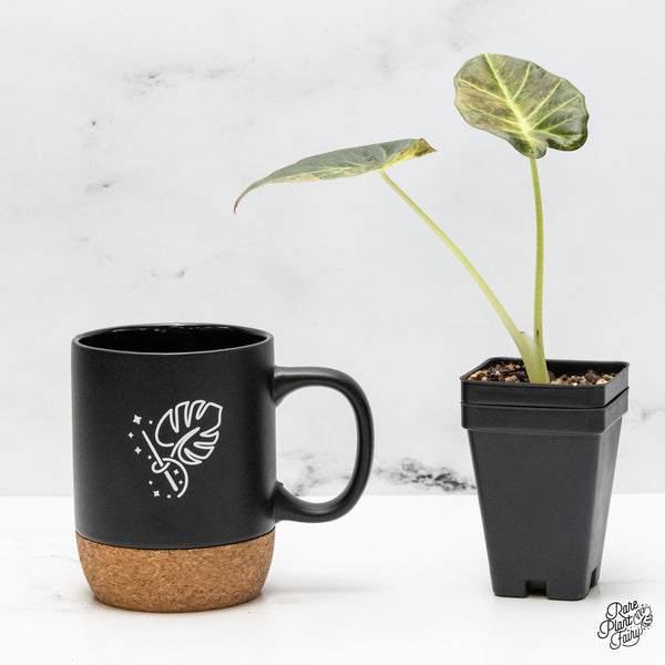 Alocasia 'Regal Shields' Aurea Variegated (wk51-A)