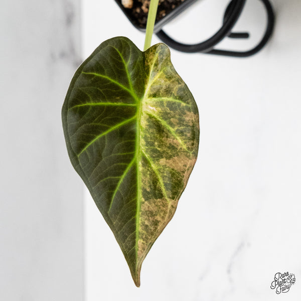 Alocasia 'Regal Shields' Aurea Variegated (wk51-A)