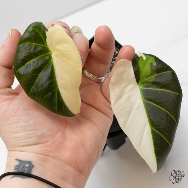 Alocasia 'Regal Shield' albo variegated (wk6-M)