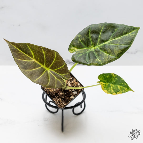 Alocasia 'Regal Shields' Aurea Variegated (wk49-C)