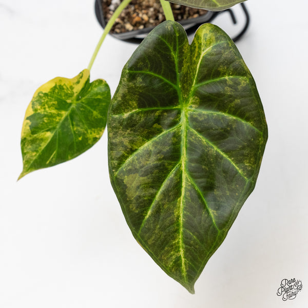Alocasia 'Regal Shields' Aurea Variegated (wk49-C)