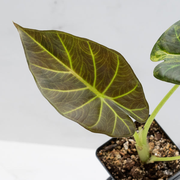 Alocasia 'Regal Shields' Aurea Variegated (wk49-C)