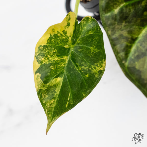 Alocasia 'Regal Shields' Aurea Variegated (wk49-C)