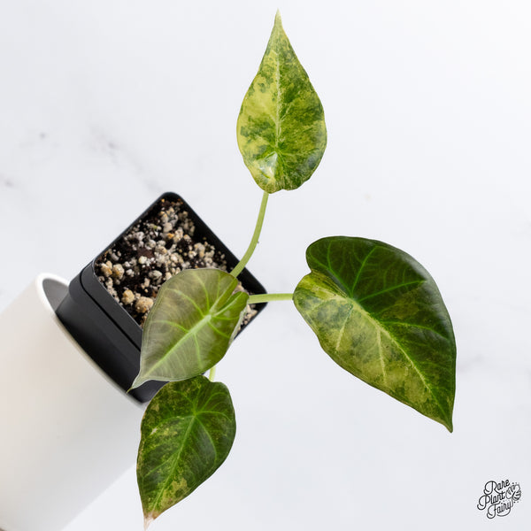 Alocasia 'Regal Shields' Aurea Variegated (wk36-G)