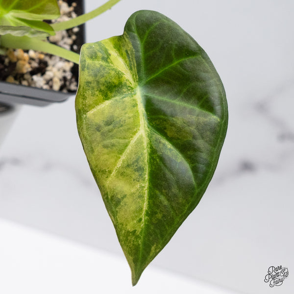 Alocasia 'Regal Shields' Aurea Variegated (wk36-G)