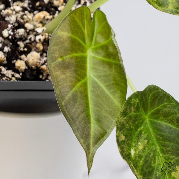 Alocasia 'Regal Shields' Aurea Variegated (wk36-G)
