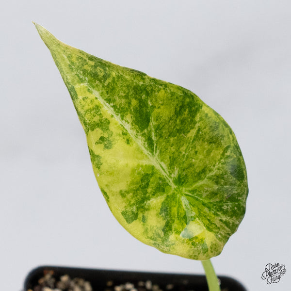 Alocasia 'Regal Shields' Aurea Variegated (wk36-G)