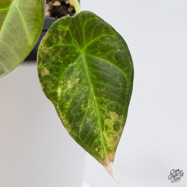 Alocasia 'Regal Shields' Aurea Variegated (wk36-G)