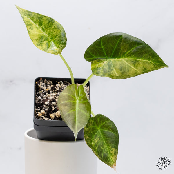 Alocasia 'Regal Shields' Aurea Variegated (wk36-G)