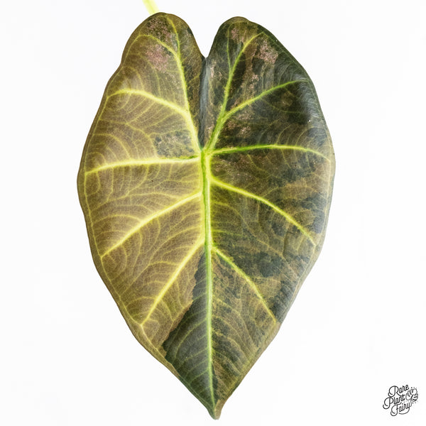 Alocasia 'Regal Shields' Aurea Variegated (wk37-F)
