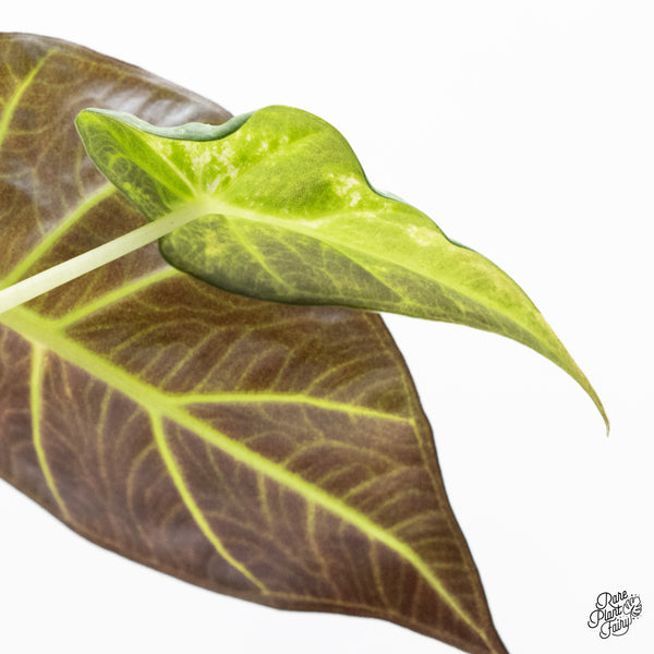 Alocasia 'Regal Shields' Aurea Variegated (wk37-F)