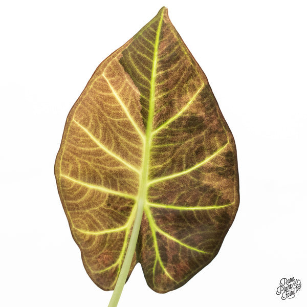 Alocasia 'Regal Shields' Aurea Variegated (wk37-F)