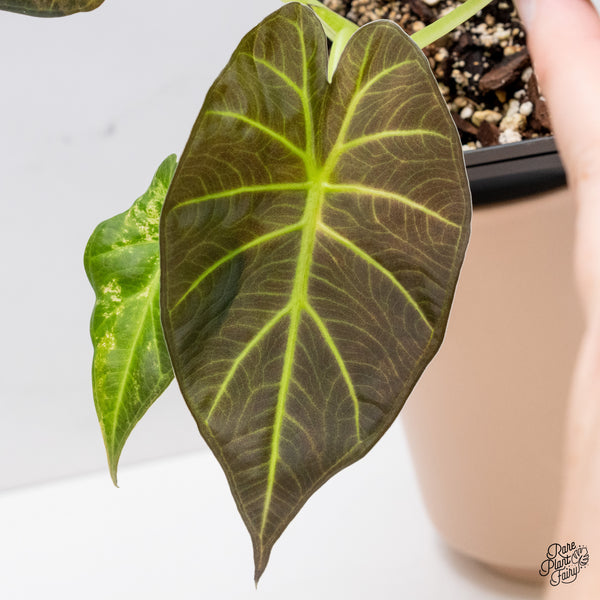 Alocasia 'Regal Shields' Aurea Variegated (wk37-F)