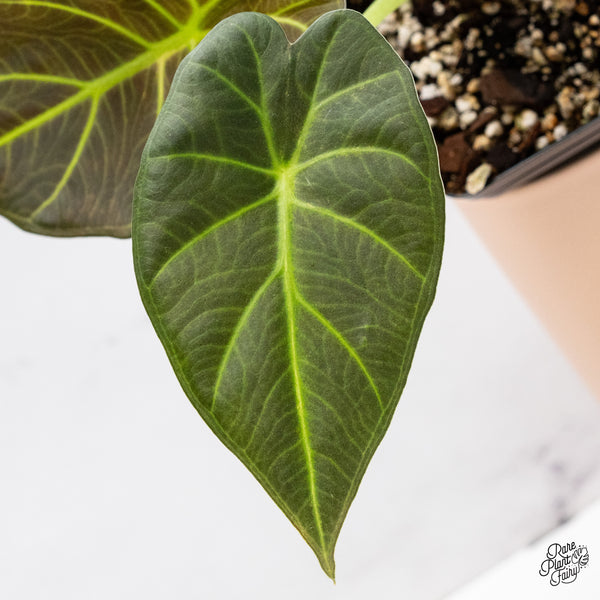 Alocasia 'Regal Shields' Aurea Variegated (wk37-F)