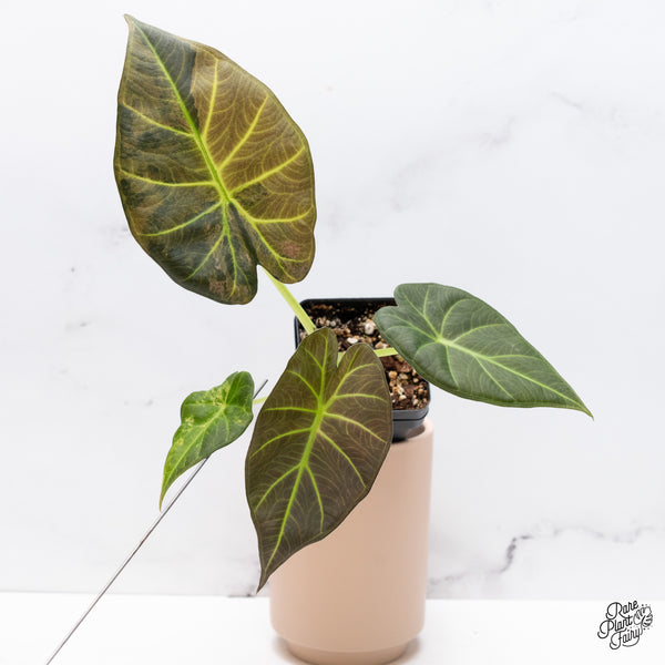 Alocasia 'Regal Shields' Aurea Variegated (wk37-F)