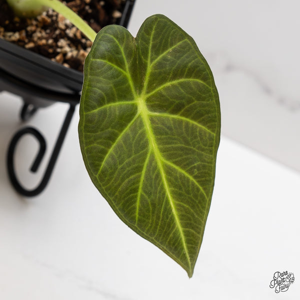Alocasia 'Regal Shields' Aurea Variegated (wk46-O)
