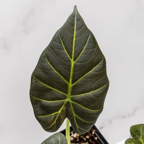 Alocasia 'Regal Shields' Aurea Variegated (wk46-O)