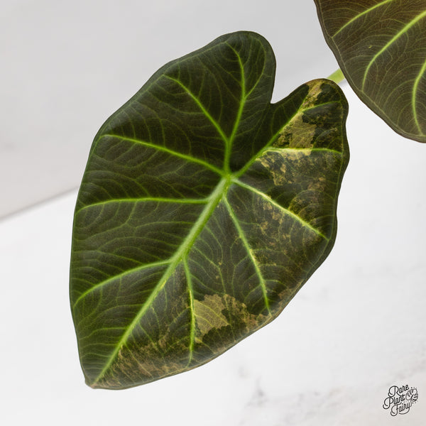 Alocasia 'Regal Shields' Aurea Variegated (wk47-S)