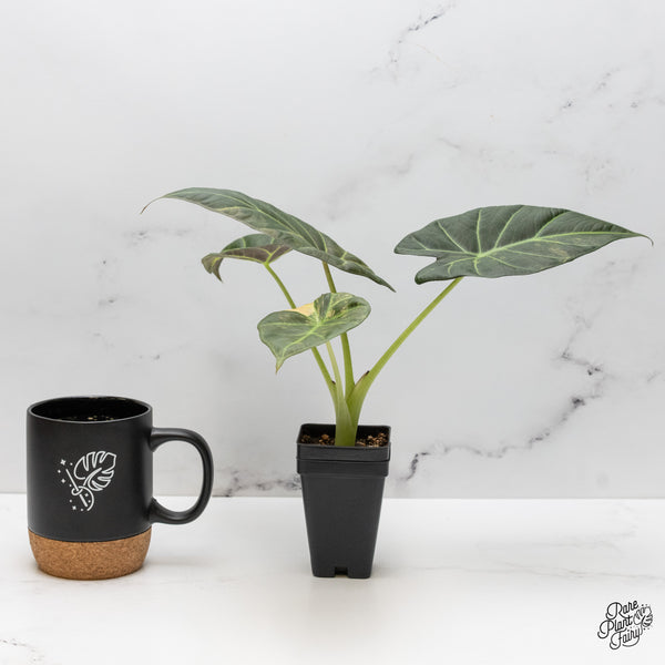 Alocasia 'Regal Shields' Aurea Variegated (wk52-P)