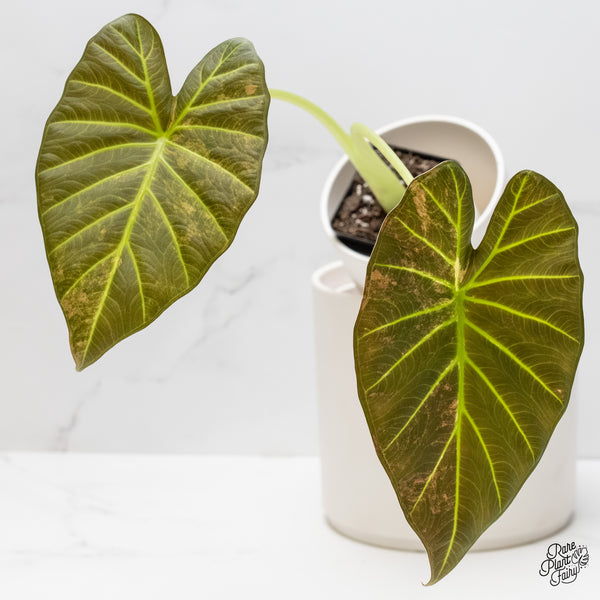 Alocasia 'Regal Shields' Aurea Variegated (wk5-O) *Corming Size*