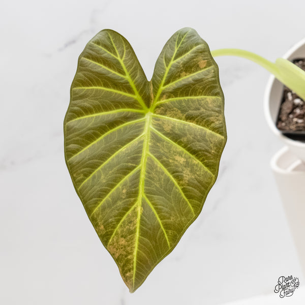 Alocasia 'Regal Shields' Aurea Variegated (wk5-O) *Corming Size*