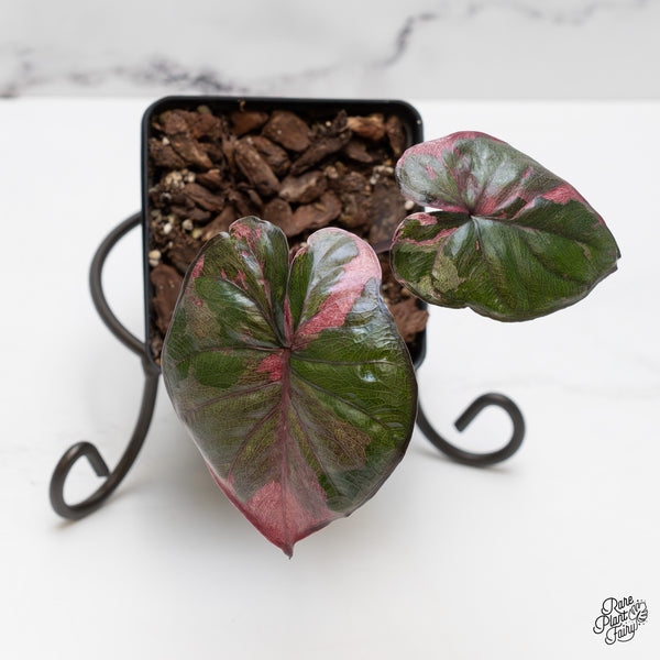 Alocasia 'Serendipity' Pink Variegated (wk51-U)