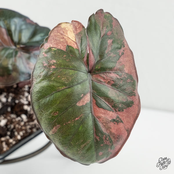Alocasia 'Serendipity' Pink Variegated (wk6-Z)
