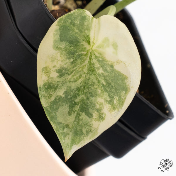 Alocasia 'Silver Dragon' Aurea Variegated (wk37-N)