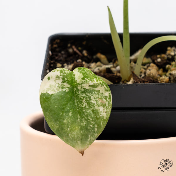 Alocasia 'Silver Dragon' Aurea Variegated (wk37-N)
