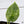 Alocasia 'Silver Dragon' Aurea Variegated (wk37-N)