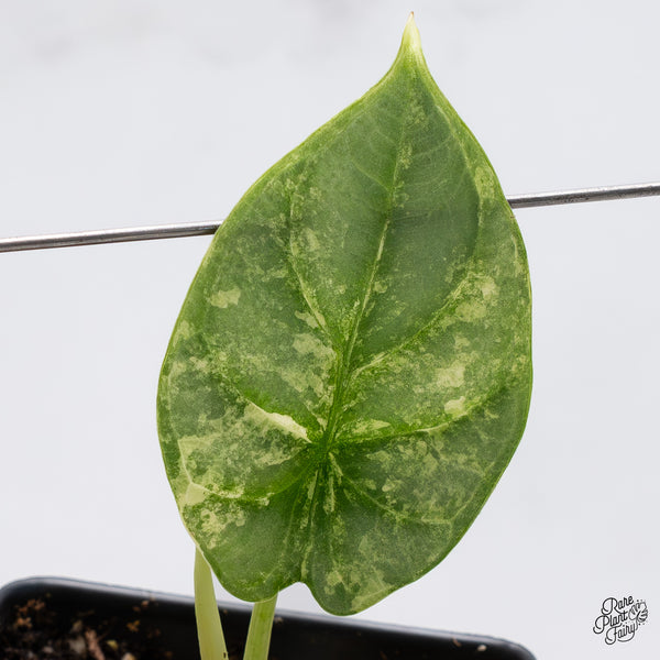 Alocasia 'Silver Dragon' Aurea Variegated (wk37-N)