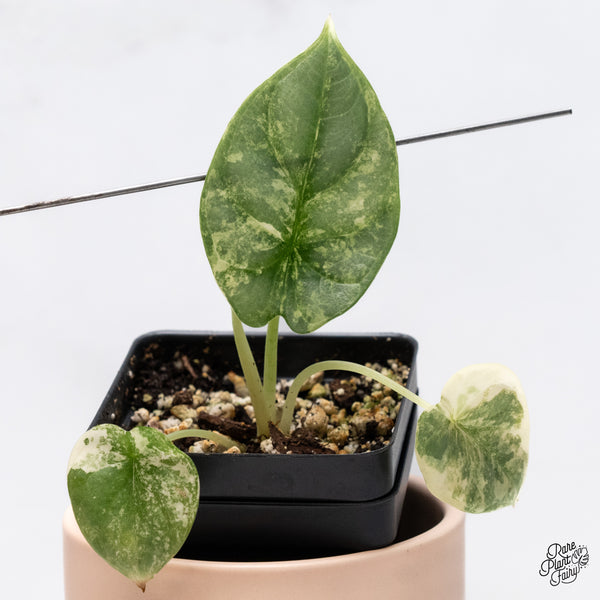 Alocasia 'Silver Dragon' Aurea Variegated (wk37-N)