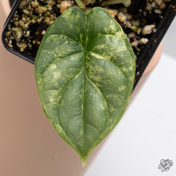 Alocasia 'Silver Dragon' Aurea Variegated (wk37-N)