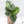 Alocasia 'Silver Dragon' Albo Variegated (wk37-O) *Corming Size*