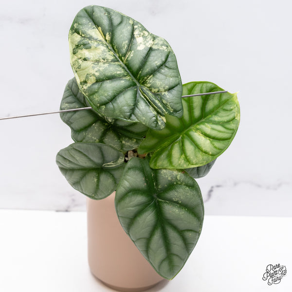 Alocasia 'Silver Dragon' Albo Variegated (wk37-O) *Corming Size*