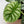 Alocasia 'Silver Dragon' Albo Variegated (wk37-O) *Corming Size*