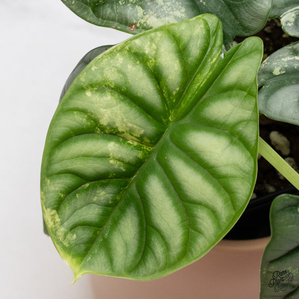 Alocasia 'Silver Dragon' Albo Variegated (wk37-O) *Corming Size*