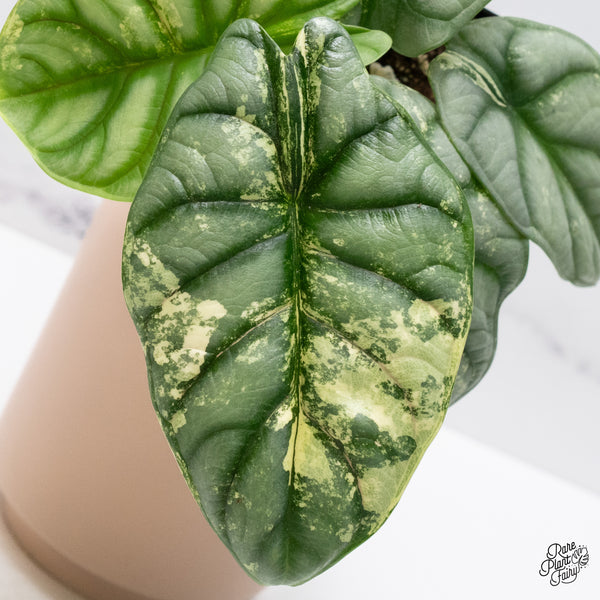 Alocasia 'Silver Dragon' Albo Variegated (wk37-O) *Corming Size*
