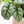Alocasia 'Silver Dragon' Albo Variegated (wk37-O) *Corming Size*