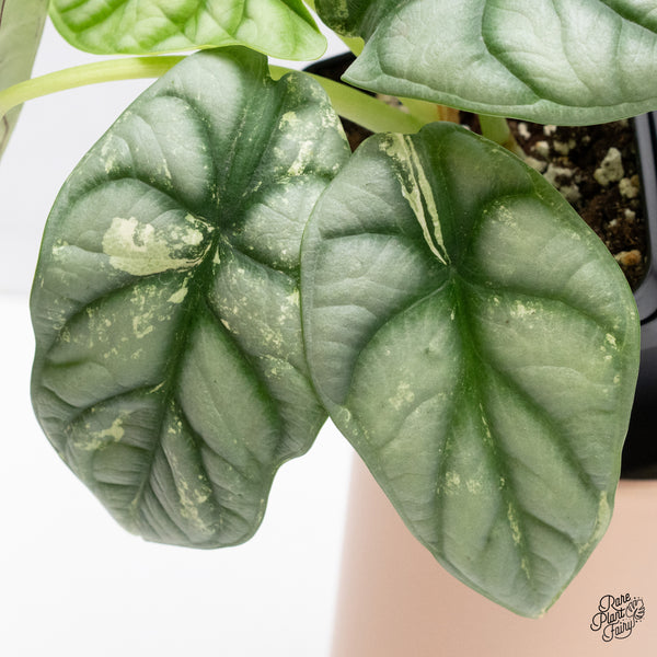 Alocasia 'Silver Dragon' Albo Variegated (wk37-O) *Corming Size*