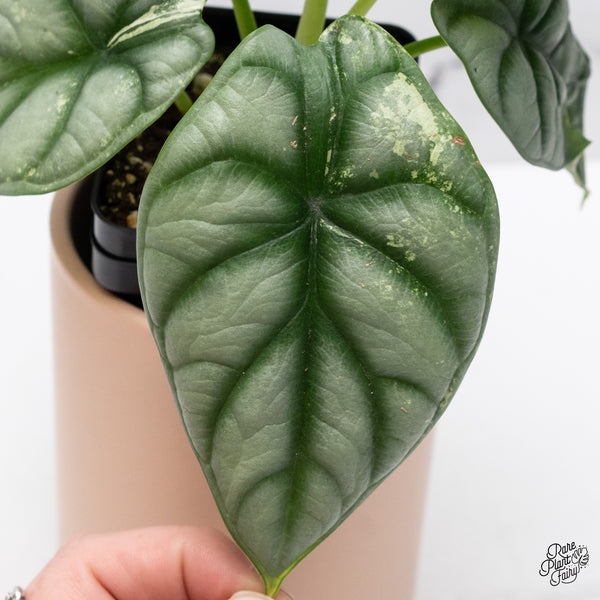 Alocasia 'Silver Dragon' Albo Variegated (wk37-O) *Corming Size*