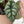 Alocasia 'Silver Dragon' Albo Variegated (wk37-P) *Corming Size*