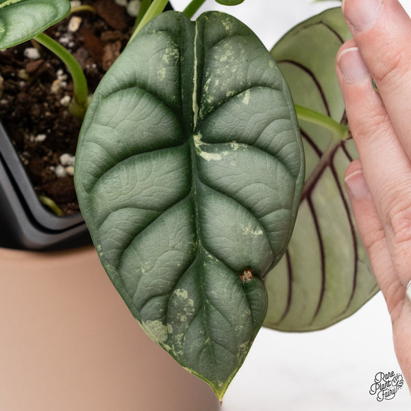 Alocasia 'Silver Dragon' Albo Variegated (wk37-P) *Corming Size*