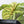 Alocasia 'Silver Dragon' Albo Variegated (wk37-P) *Corming Size*