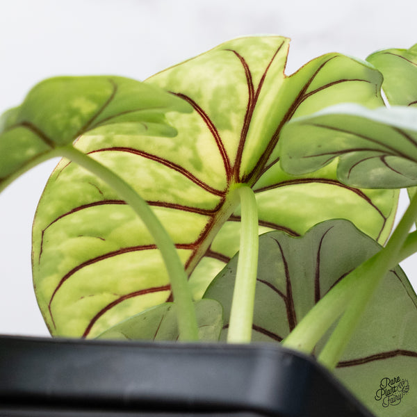 Alocasia 'Silver Dragon' Albo Variegated (wk37-P) *Corming Size*