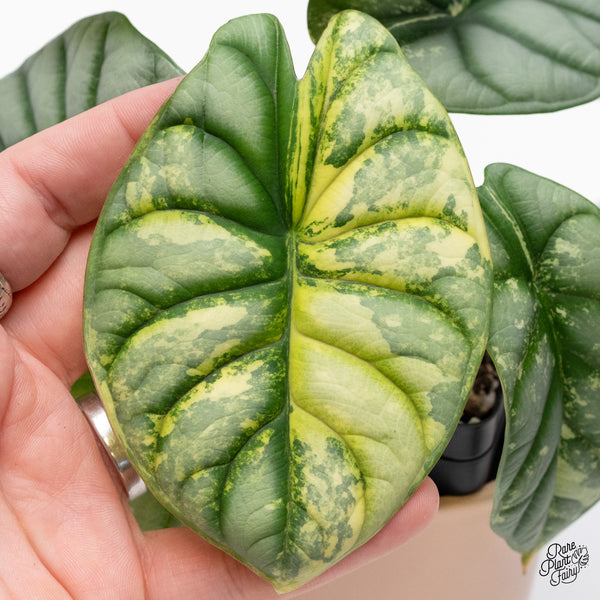 Alocasia 'Silver Dragon' Albo Variegated (wk37-P) *Corming Size*