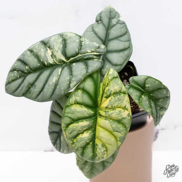 Alocasia 'Silver Dragon' Albo Variegated (wk37-P) *Corming Size*