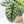 Alocasia 'Silver Dragon' Albo Variegated (wk37-P) *Corming Size*