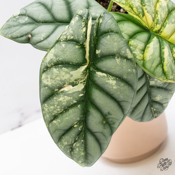 Alocasia 'Silver Dragon' Albo Variegated (wk37-P) *Corming Size*