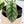 Alocasia 'Silver Dragon' Albo Variegated (wk37-P) *Corming Size*